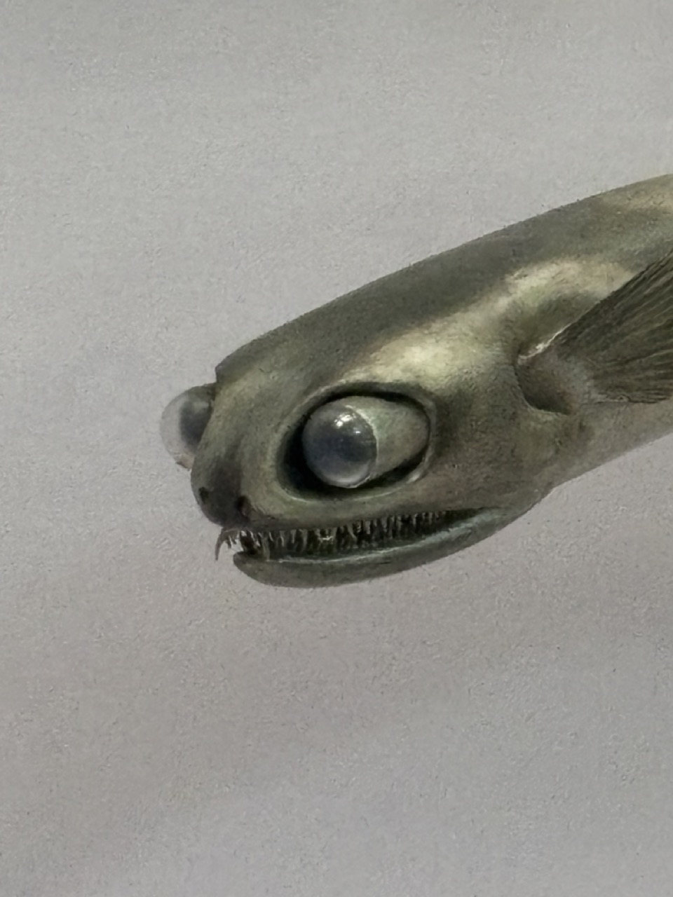 Photograph close-up of a museum model of a fish with sharp teeth